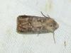 Agrotis clavis